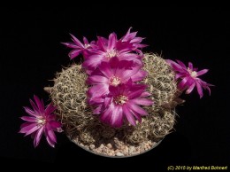 Sulcorebutia spec. 3332